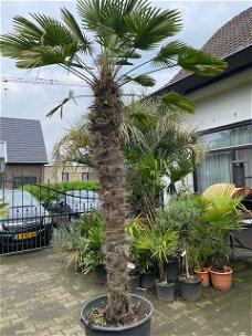 TE KOOP Palmboom trachycarpus wagnerianus 200cm stamhoogte