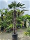 TE KOOP Palmboom trachycarpus wagnerianus 200cm stamhoogte - 1 - Thumbnail