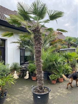 TE KOOP Palmboom trachycarpus wagnerianus 200cm stamhoogte - 2