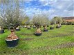 OLea europaea olijfbomen bonsai NU NIEUWE VOORRAAD - 0 - Thumbnail