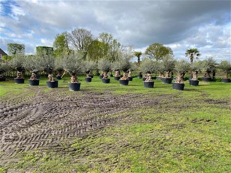 OLea europaea olijfbomen bonsai NU NIEUWE VOORRAAD - 2