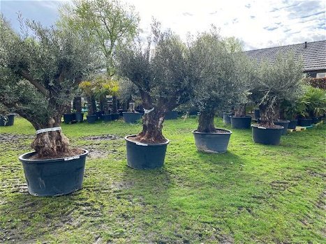 OLea europaea olijfbomen bonsai NU NIEUWE VOORRAAD - 3