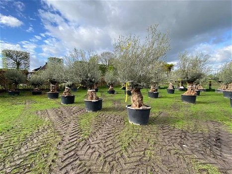 OLea europaea olijfbomen bonsai NU NIEUWE VOORRAAD - 5