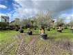 OLea europaea olijfbomen bonsai NU NIEUWE VOORRAAD - 5 - Thumbnail