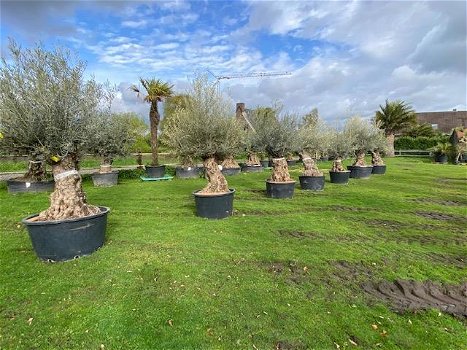 OLea europaea olijfbomen bonsai NU NIEUWE VOORRAAD - 7