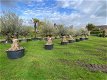 OLea europaea olijfbomen bonsai NU NIEUWE VOORRAAD - 7 - Thumbnail