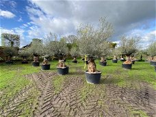 Oude olijfbomen ole europaea & robuuste stam en mooie volle kruin NU UITZOEKEN!