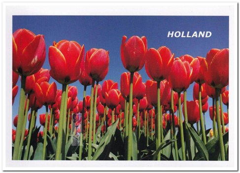 Ansichtkaart: Tulpen (1) - 0