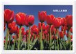 Ansichtkaart: Tulpen (1) - 0 - Thumbnail