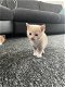 Kittens - 2 - Thumbnail