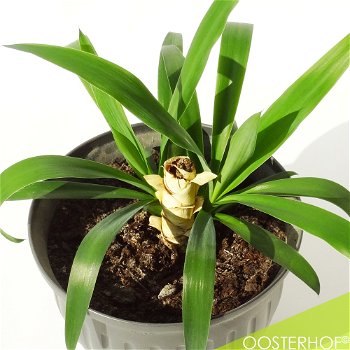 Yucca in pot - 33 x 43 cm - 2