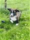 Belgische Corgi Cardigan pups te koop - 0 - Thumbnail