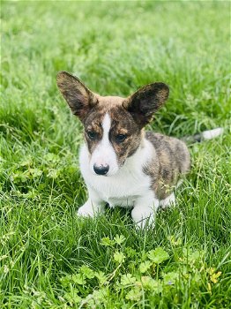 Belgische Corgi Cardigan pups te koop - 2