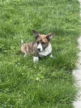 Belgische Corgi Cardigan pups te koop - 3