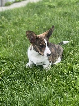 Belgische Corgi Cardigan pups te koop - 5