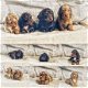Verschillende teckel pupjes te koop - 5 - Thumbnail