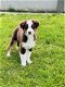 Belgische Australische herder pups te koop - 0 - Thumbnail