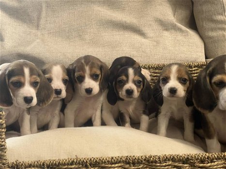 Belgische Beagle pupjes hier geboren - 0