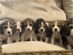 Belgische Beagle pupjes hier geboren - 0 - Thumbnail