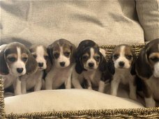 Belgische Beagle pupjes hier geboren