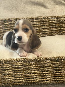 Belgische Beagle pupjes hier geboren - 1