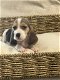 Belgische Beagle pupjes hier geboren - 1 - Thumbnail