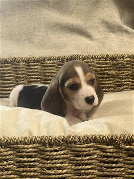 Belgische Beagle pupjes hier geboren - 2