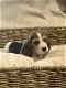 Belgische Beagle pupjes hier geboren - 2 - Thumbnail