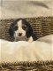 Belgische Beagle pupjes hier geboren - 3 - Thumbnail