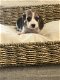 Belgische Beagle pupjes hier geboren - 4 - Thumbnail