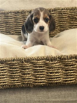 Belgische Beagle pupjes hier geboren - 5