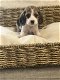 Belgische Beagle pupjes hier geboren - 5 - Thumbnail