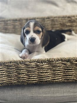 Belgische Beagle pupjes hier geboren - 6