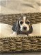 Belgische Beagle pupjes hier geboren - 7 - Thumbnail