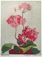 Thea Gutmann (Germany? XX-XX) Kleurenhoutsnede 'Primula' ~1925 - 0 - Thumbnail