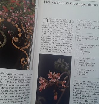 Christa hofmann - pelargoniums - 4