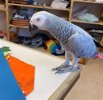 pratende Afrikaanse grijze papegaai voor herplaatsing - 0