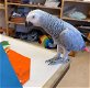 pratende Afrikaanse grijze papegaai voor herplaatsing - 0 - Thumbnail