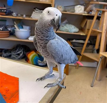 pratende Afrikaanse grijze papegaai voor herplaatsing - 1
