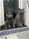 Brits korthaar kittens nu beschikbaar - 0 - Thumbnail