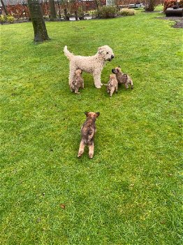 Te koop softcoated wheaten terriër pups met stamboom - 0