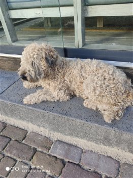 Te koop softcoated wheaten terriër pups met stamboom - 2