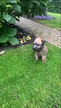 Te koop softcoated wheaten terriër pups met stamboom - 4