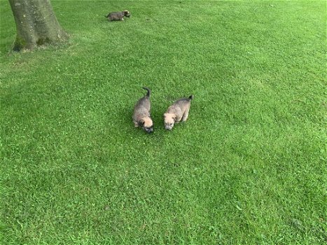 Te koop softcoated wheaten terriër pups met stamboom - 5