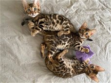 bengaal kittens met stamboom