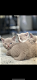 Britse kortehaar kittens - 1 - Thumbnail