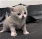 Britse kortehaar kittens - 4 - Thumbnail