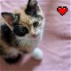 Kittens te koop - 0 - Thumbnail