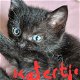 Kittens te koop - 1 - Thumbnail