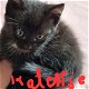 Kittens te koop - 2 - Thumbnail